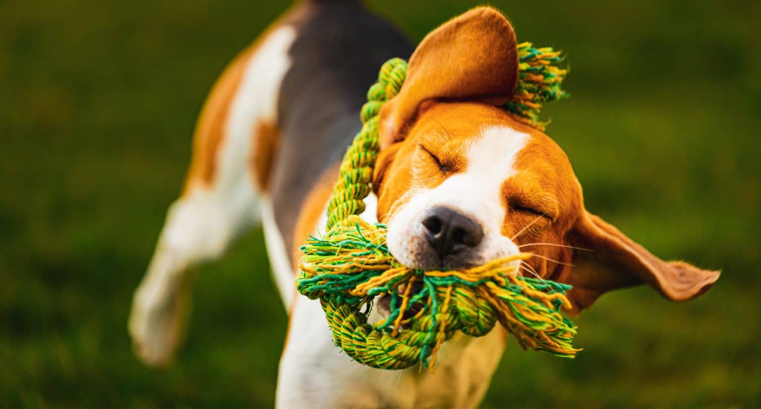 Beagle running across the grass with a rope toy in its mouth