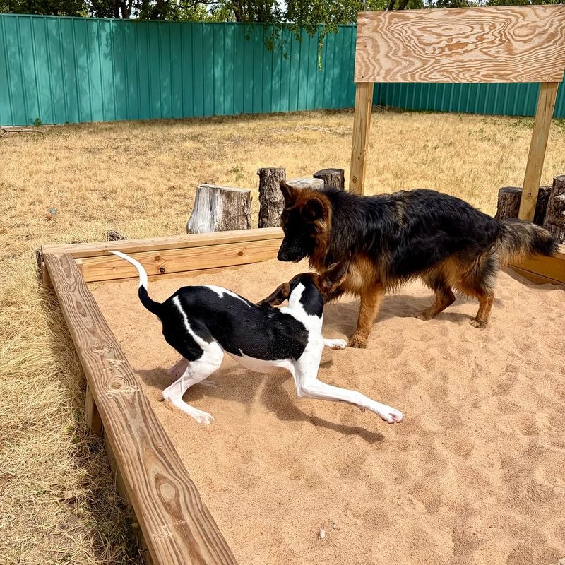 Two dogs playing in the sandbox at Metro Animals